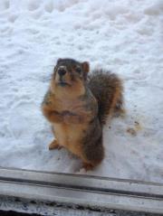 Cassandra Lutton-alderman