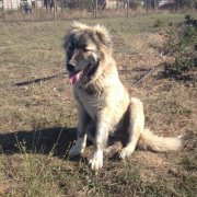 Стефан Николов