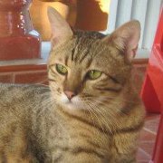 Kowit Felinelover