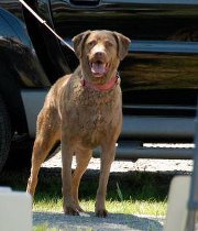 Joyce Freeburger-haspert