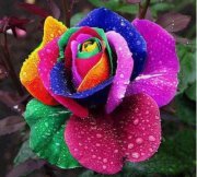 Syeda Ayesha