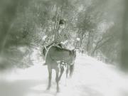 ÑÍšãrg Nighthunter