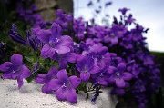 Violet Flower