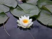 Lotus Lotus