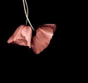 نهايہ زهہآيمريہ