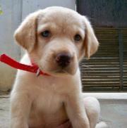 Bhavyakrishna Kodali