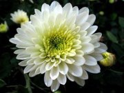 الزهرة البيضاء