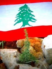 Ali Bajouk