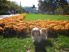 Nicole