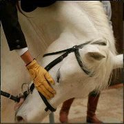 جميل الانسي