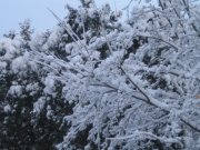 Sue Pridmore guertin