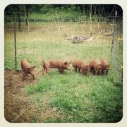 Chris Pollock-raymond