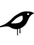 Blackbird LSD