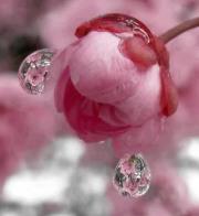 حكيمة امة الله