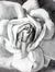Yasmine T a youssef