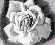 Yasmine T a youssef