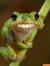 Froggy1001