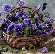 Теменужка Ковачева