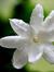 Jasmine...