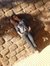 Nupur S...