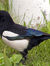 Magpie