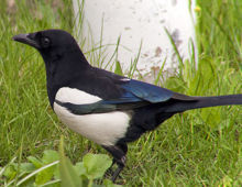 Magpie
