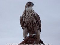 أحمد العياط البوسيفى