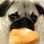 Little Pug