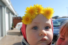 Iris The Spectacular 