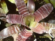 Ghian Pieraldi vassallo