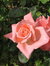 Lilly Z...