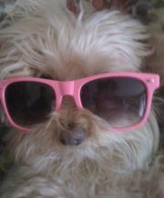 Carey Teets-cornacchini