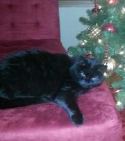 Barbara Flore johnson