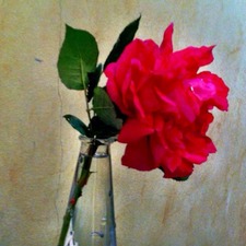 مريم الأمير