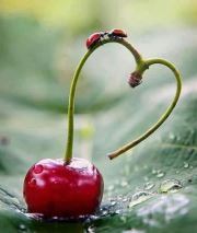 عنآقيد الكرز