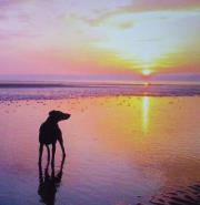 ทัศน์ ทองวงศ์