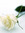 Lover_of_aflaton | 7 comments
