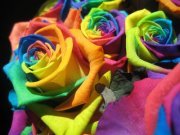 Ranjini Grt