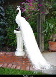 الطاووس الاندلسي