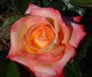 Rose Murphy