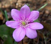 خالد عبد الله