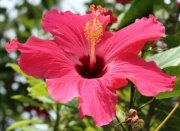 Stacey Kollarik cook