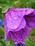 Viola T...