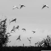 ابتسام يحيى