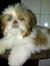 Henny Thio