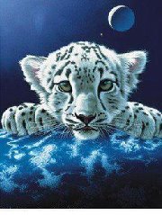 محمود المحسنى