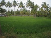 Attadappa Kannur