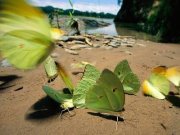 Anjalee Karunatilake