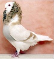 مروة أحمد