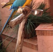 Cherie Newman morrison